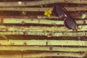 wood-with-sunglasses-and-dandelion